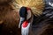 Exotic bAfrican Crowned Crane