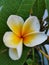 exotic balinese frangipani flower