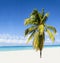 Exotic beach with beautiful alone palm tree enteri