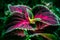 The exotic, beautiful red, violet leaves with bright green rim of tropical garden of Coleus