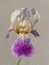 Exotic beautiful variegated iris on