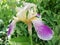 Exotic beautiful variegated iris on a background of green foliage
