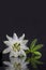 Exotic beautiful white carpel flower of Passiflora Foetida on black background
