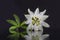 Exotic beautiful white carpel flower of Passiflora Foetida on black background
