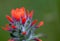 Exotic beauty of a scarlet Indian paintbrush flower