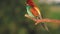 Exotic bee-eaters sitting on a branch at sunset
