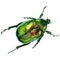 Exotic beetle bronzovka wild insect in a watercolor style isolated.