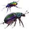 Exotic beetle wild insect in a watercolor style isolated.