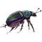 Exotic beetle wild insect in a watercolor style isolated.