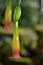 A exotic bell flower in green yelow and red tones.