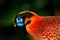 Exotic bird from Asia. Temminck`s Tragopan, Tragopan temminckii, detail portrait of rare pheasant with black, blue and orange hea