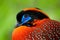 Exotic bird from Asia. Temminck\'s Tragopan, Tragopan temminckii, detail portrait of rare pheasant with black, blue and orange hea