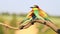 Exotic bird bee-eater insect juggles