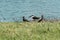 Exotic bird, black skimmer, Rynchops niger, standing at the Lagoa da Chica,in Florianopolis, Brazil