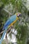 Exotic bird. Blue parrot sit on a branch tree. Wildlife Bali, In