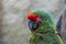 exotic bird in danger of extinction caged green macaw, macaw concept