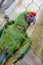 exotic bird in danger of extinction caged green macaw, macaw concept