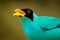 Exotic bird, detail portrait. Green Honeycreeper, Chlorophanes spiza, exotic tropical malachite green and blue bird from Costa