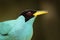 Exotic bird, detail portrait. Green Honeycreeper, Chlorophanes spiza, exotic tropical malachite green and blue bird from Costa