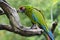 Exotic bird. Green parrot sit on a branch tree. Wildlife Bali, I