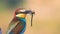Exotic bird holds a colorful dragonfly in the beak