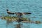 Exotic bird landing at the Lagoa da Chica, in Flrianopolis, Brazil