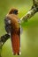 Exotic bird from mountain tropic forest in Ecuador. Masked Trogon, Trogon personatus, red and brown bird in the nature habitat, Be