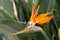 Exotic bird of paradise flower closeup. Strelitzia.