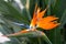 Exotic bird of paradise flower closeup. Strelitzia.