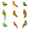 Exotic Birds From Jungle Rain Forest Set Of Colorful Animals Including Species Of Paradise Birds And Parrots