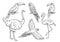 Exotic birds, outline