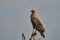 Exotic birds of the Pantanal. Beautiful bird of prey in a tree along the Transpantaneira