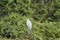 Exotic birds of the Pantanal. The great white egret Ardea alba or common egret large egret