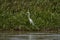 Exotic birds of the Pantanal. The great white egret Ardea alba or common egret large egret