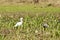 Exotic birds of the Pantanal. The great white egret Ardea alba or common egret large egret