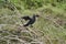 Exotic birds of the Pantanal. The neotropic cormorant or olivaceous cormorant Phalacrocorax brasilianus