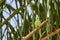 Exotic birds of the Pantanal. The yellow chevroned parakeet Brotogeris chiriri is a small green bird