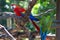 Exotic birds Scarlets Macaws Parrots