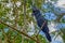 Exotic black cockatoo on branch