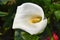 Exotic Bloomed white calla lilies