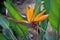 Exotic blooming royal Strelitzia Strelitzia reginae