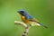 Exotic blue bird with orange feathers on its chest to belly standing on small stick over green background, Chinese blue flycatcher
