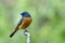 exotic blue and oragne Bird perching small branch with wonder face, male of blue-fronted redstart