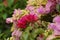 The exotic bougainvillea (Bunga kertas, bugenvil) flower in nature