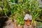 Exotic Bulbous Plant in Lush Greenhouse, Muncie Conservatory