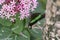 exotic butterfly on a flower drinking nectar. delicate and colorful butterfly