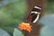 exotic butterfly on a flower drinking nectar. delicate and colorful butterfly