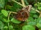 Exotic butterfly insect moth wings close-up