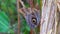 Exotic butterfly sitting at on the trunk of a giant bamboo