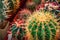 Exotic cacti in the greenhouse. Collection of various cactus and succulent plants.